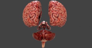 Еще 10 фактов о мозге