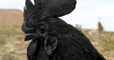 У этих куриц серо-чёрные сердца, клювы и кости