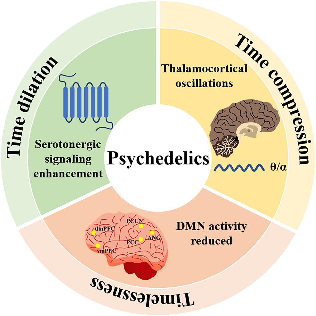 Нейробиологические механизмы изменений восприятия времени, вызванных психоделическими веществами.