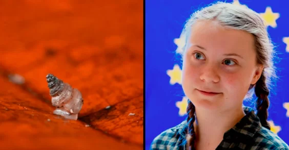 Ученые назвали новый вид улиток в честь Греты Тунберг