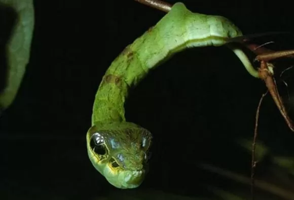 Гусеница, имитирующая змею