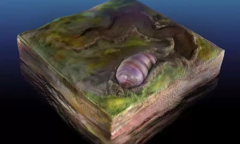 Предок всех животных найден в австралийских окаменелостях