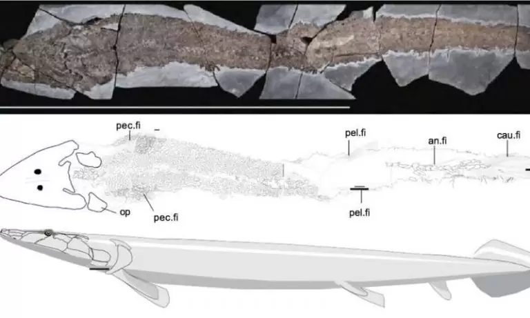 Древняя рыба раскрывает эволюционное происхождение человеческой руки