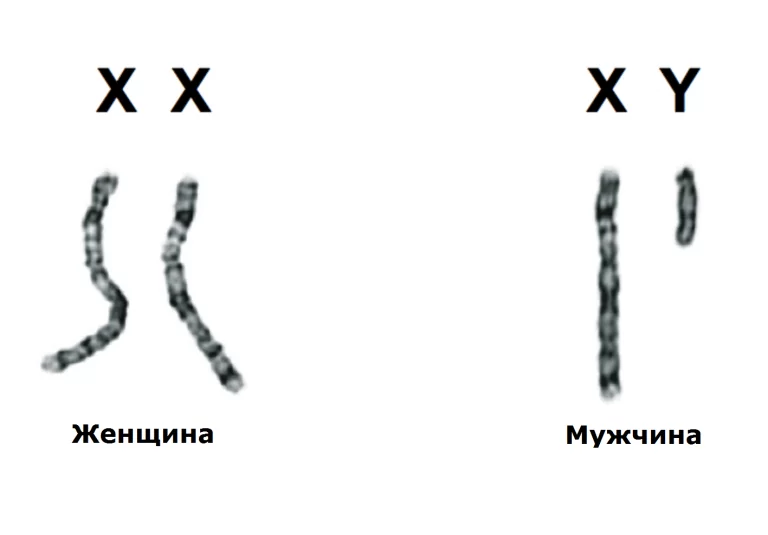Хромосомы