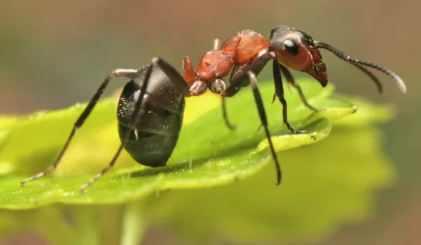 Муравьи могут учиться на своих ошибках, чтобы избежать ловушек и хищников