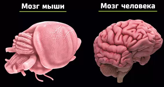 Ученые нашли область в мозге мыши, которая может "отключить боль"