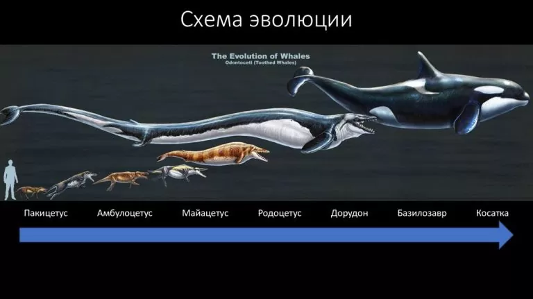 Эволюция китов