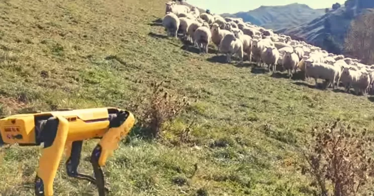 Гляньте, как робот Boston Dynamics пасет стадо овец