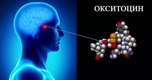 Окситоцин «гормон любви» также способствует агрессии