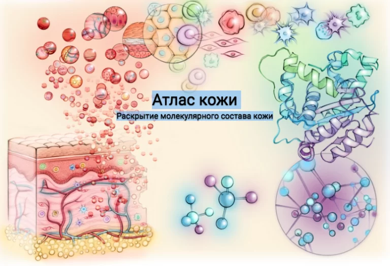 Атлас человеческой кожи