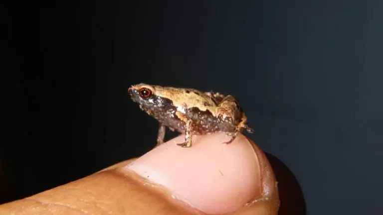 Маленькая лягушка