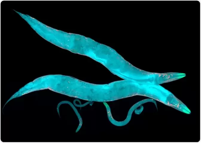 Переключатель, позволяющий червям переключаться между полами