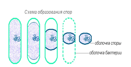Споры бактерий