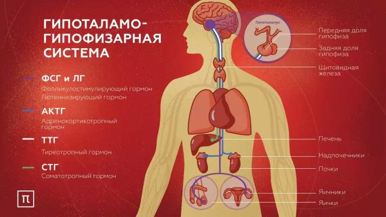 Центр эндокринной системы