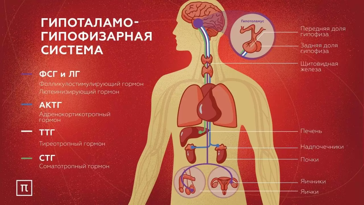Центр эндокринной системы: кто управляет гормонами?