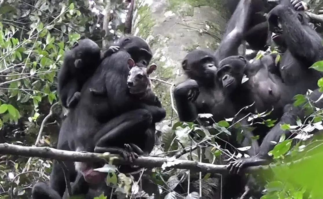 Культурные бонобо не будут драться за пищу