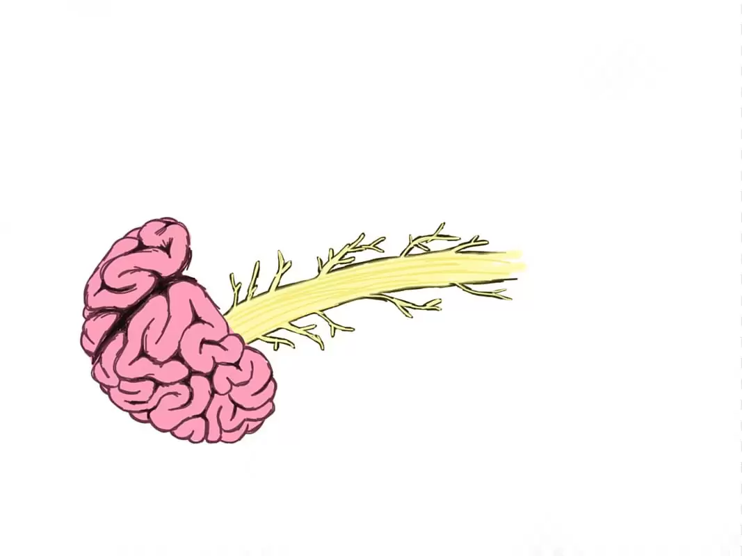 Выращенный в лаборатории миниатюрный мозг самостоятельно соединился со спинным мозгом и мышечной тканью