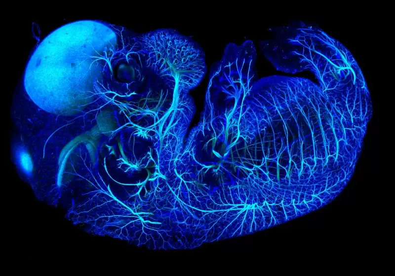 Как появляется нервная система
