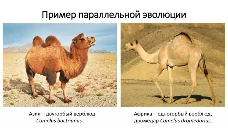 параллельная эволюция