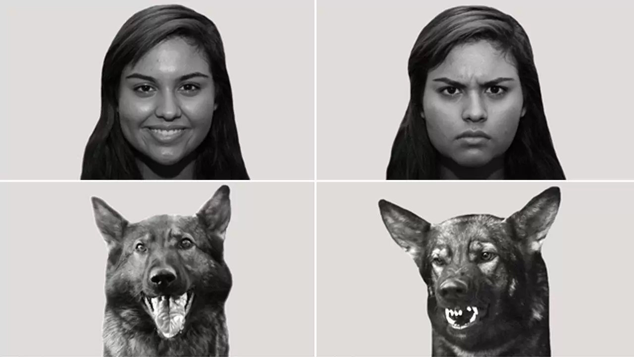 Собаки способны различать только радость и ее отсутствие на лице человека