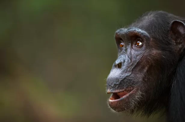 Люди живут намного дольше шимпанзе не только из-за медицины