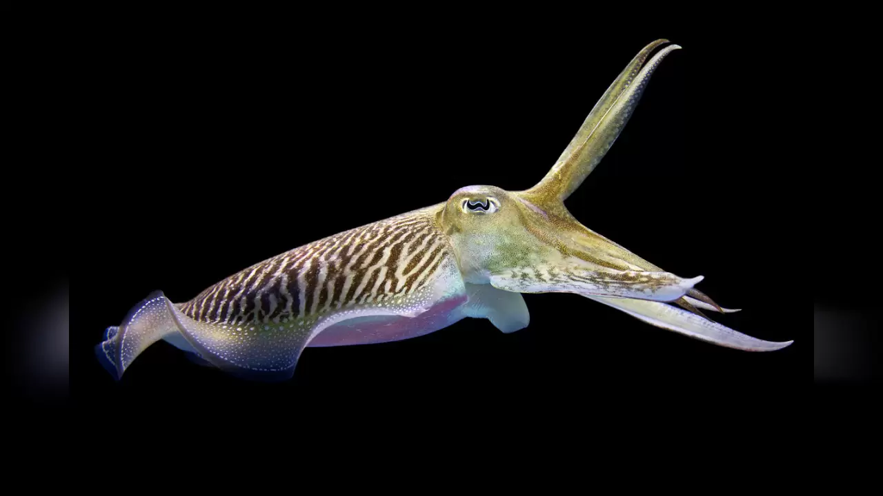 Как каракатицы остаются замаскированными на ходу