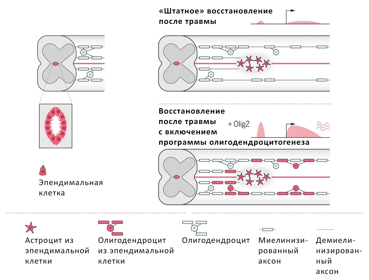 Учёные заставили спинной мозг взрослого млекопитающего регенерировать без трансплантации донорских клеток