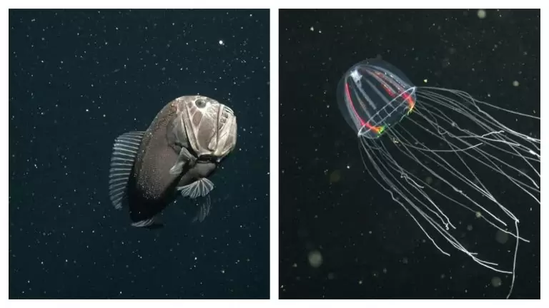 залив Монтерей