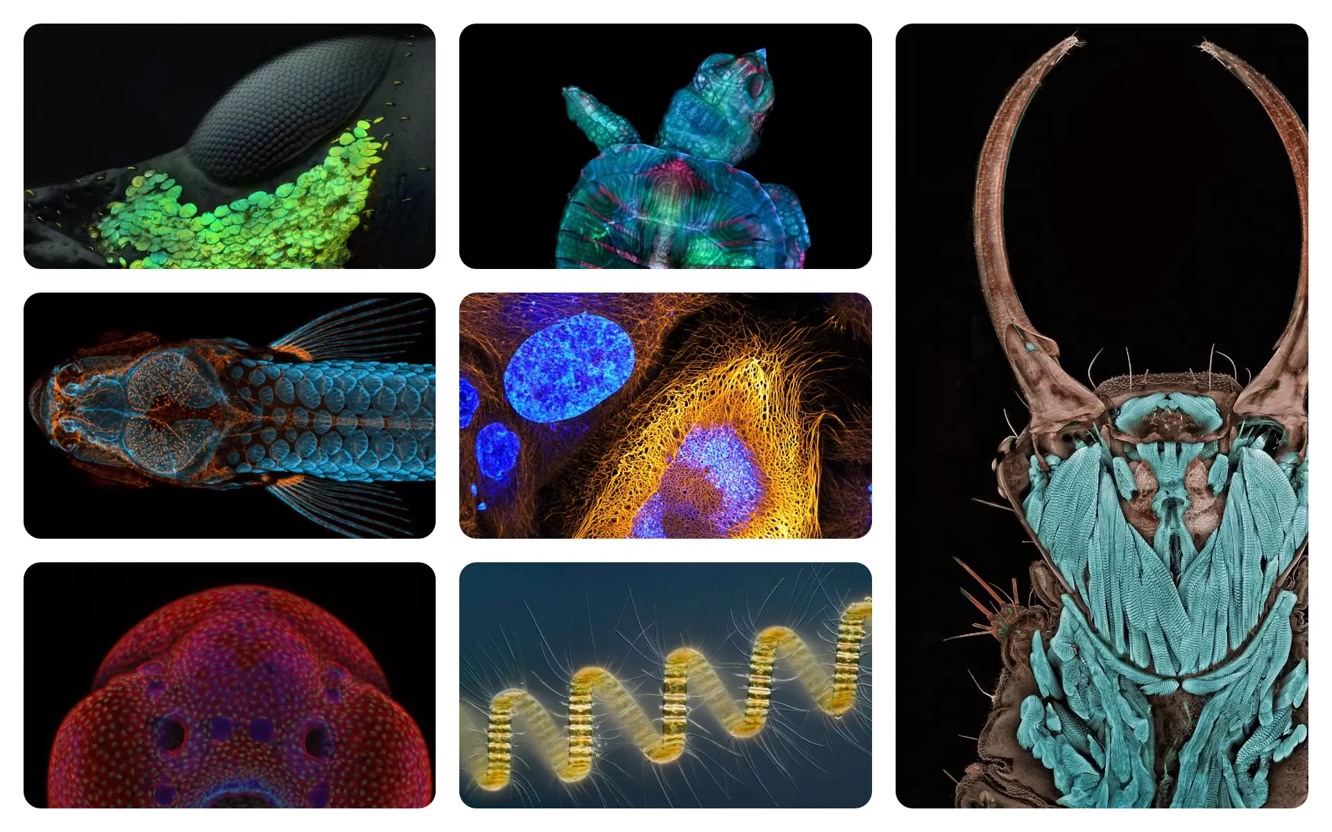 Топ 11 фото 2010-2020, сделанных с помощью микроскопа