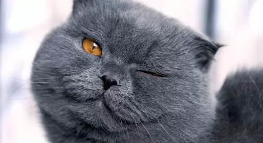 контакт с кошкой