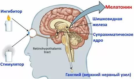 мелатонин