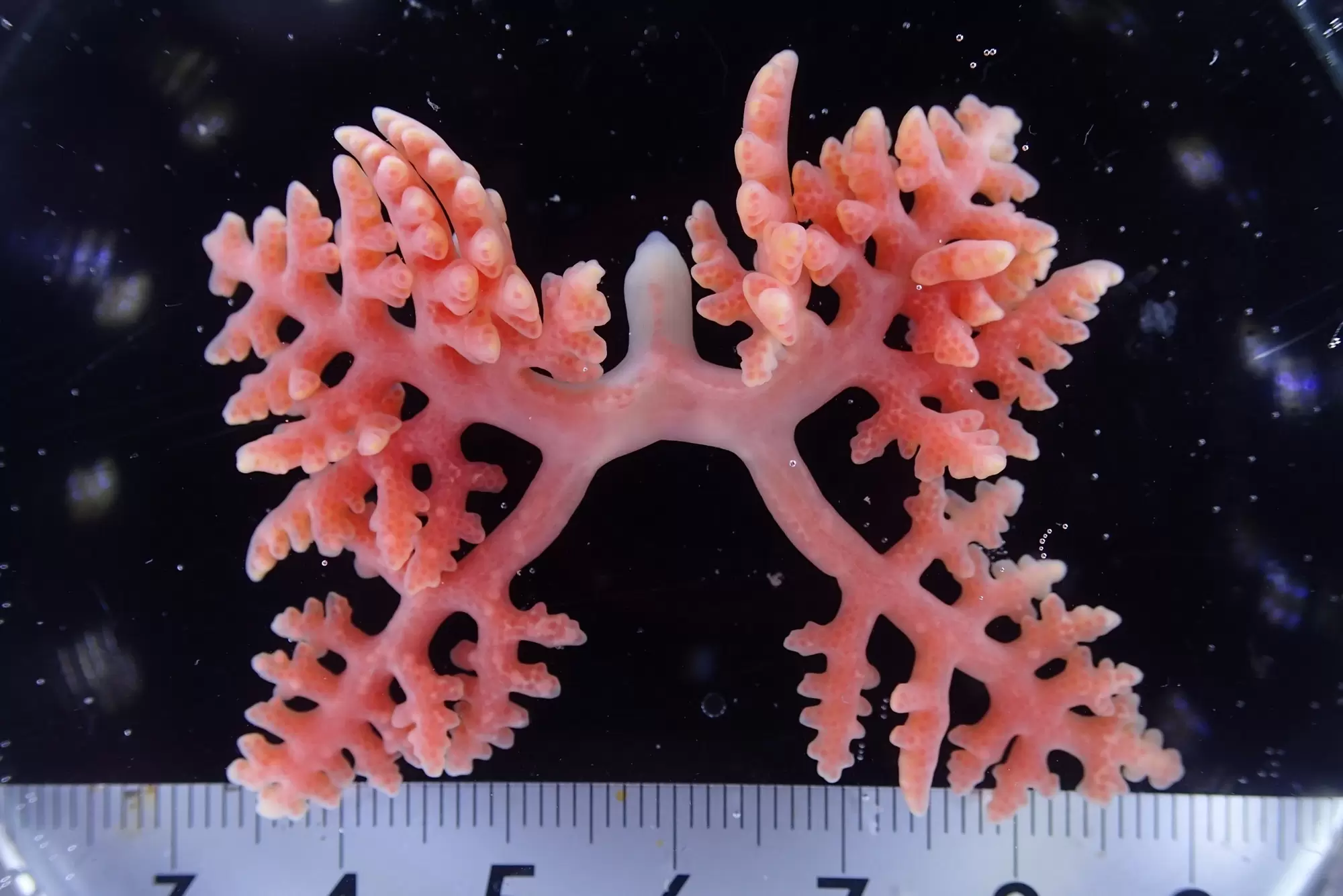 Мешкогрудый рак