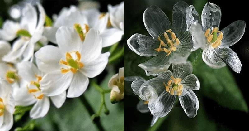 Двулистник Грея (Skeleton Flower) становится прозрачным во время дождя. Видео