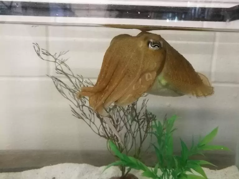 Головоногие моллюски