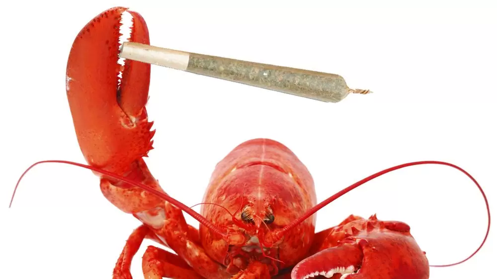 Антидепрессанты, попадающие в воду, меняют поведение раков, что имеет потенциальное последующее воздействие на экосистему