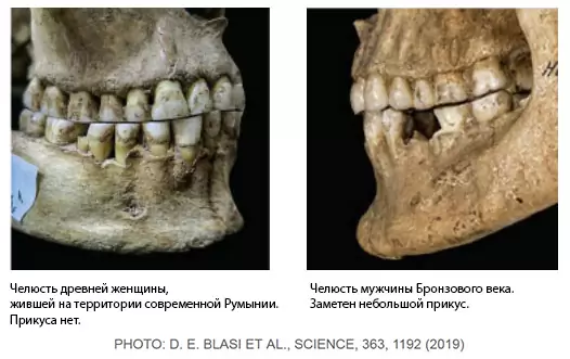 Как растениеводство и животноводство изменило наше произношение