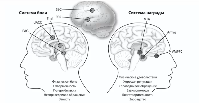 Твоя победа – моя беда, твоя беда – моя победа: нейробиология зависти и злорадства