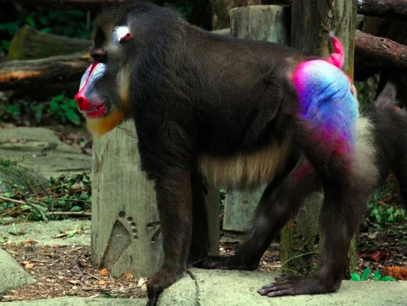 Цветные приматы не обладают лучшим цветовым зрением