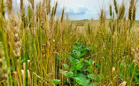 Может ли посев нескольких культур на одном и том же участке улучшить сельхозпроизводство?