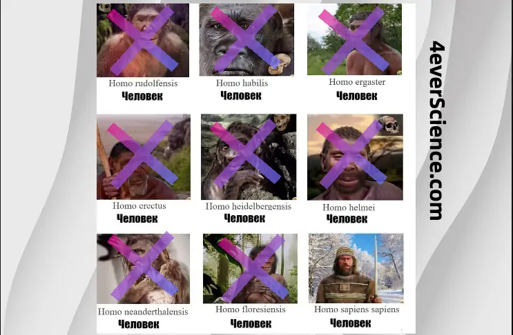 виды людей
