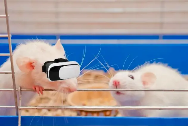 Крысы могут перемещать объекты в виртуальной реальности, используя только свои мысли