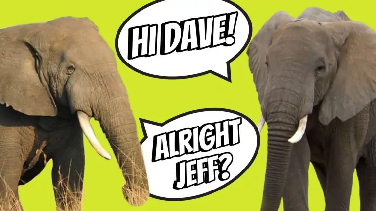 слоны называют друг друга по имени