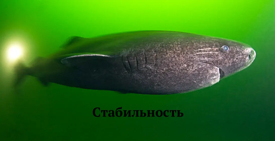 Как гренландские акулы доживают до 500 лет? Теперь известно