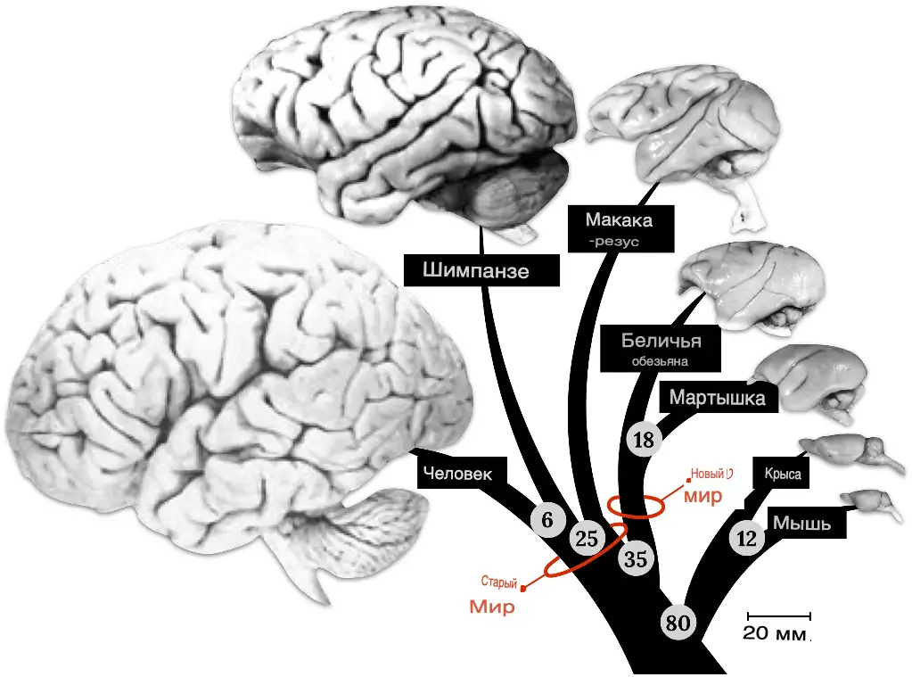 За расширение коры головного мозга пришлось заплатить возрастным спадом