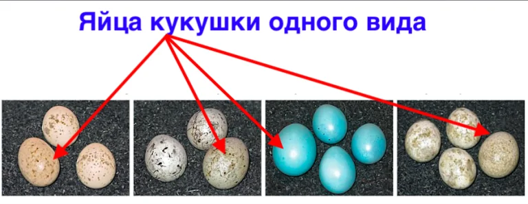 яйца кукушки