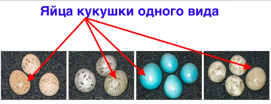Как паразитические кукушки откладывают яйца, похожие на яйца хозяев, оставаясь одним видом